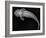 Loricariid Catfish-Sandra J. Raredon-Framed Art Print