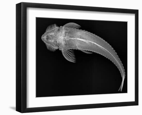 Loricariid Catfish-Sandra J. Raredon-Framed Art Print