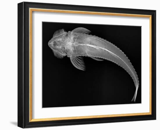 Loricariid Catfish-Sandra J. Raredon-Framed Art Print