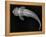 Loricariid Catfish-Sandra J. Raredon-Framed Stretched Canvas