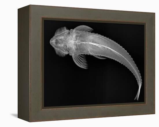 Loricariid Catfish-Sandra J. Raredon-Framed Stretched Canvas