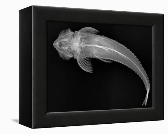 Loricariid Catfish-Sandra J. Raredon-Framed Stretched Canvas