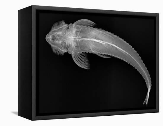 Loricariid Catfish-Sandra J. Raredon-Framed Stretched Canvas