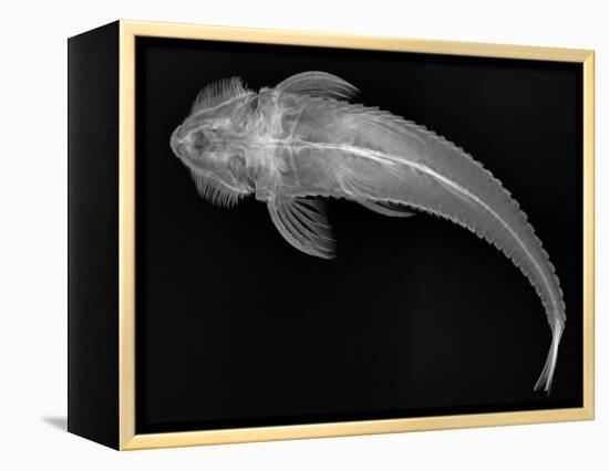 Loricariid Catfish-Sandra J. Raredon-Framed Stretched Canvas