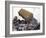 Lorry Arrives at Waste Tipping Area at Landfill Site, Mucking, London-Louise Murray-Framed Photographic Print