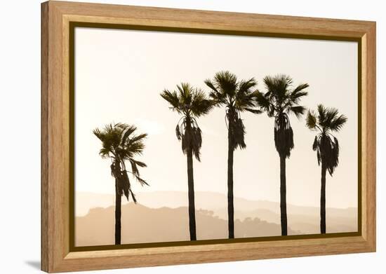 Los Angeles, California, USA: Five Palm Tress In A Row During The Golden Hour Just Before Sunset-Axel Brunst-Framed Premier Image Canvas