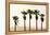 Los Angeles, California, USA: Five Palm Tress In A Row During The Golden Hour Just Before Sunset-Axel Brunst-Framed Premier Image Canvas