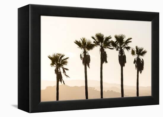 Los Angeles, California, USA: Five Palm Tress In A Row During The Golden Hour Just Before Sunset-Axel Brunst-Framed Premier Image Canvas