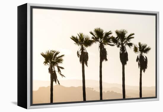 Los Angeles, California, USA: Five Palm Tress In A Row During The Golden Hour Just Before Sunset-Axel Brunst-Framed Premier Image Canvas