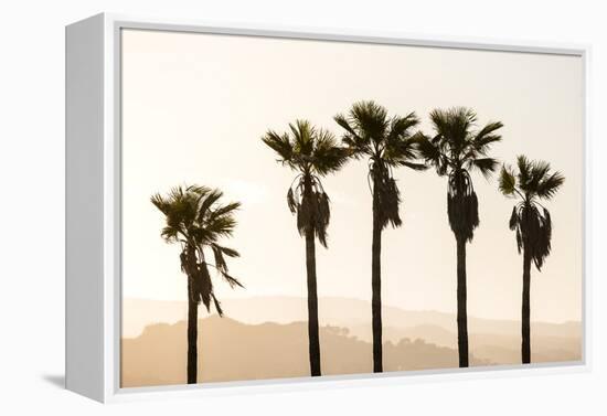 Los Angeles, California, USA: Five Palm Tress In A Row During The Golden Hour Just Before Sunset-Axel Brunst-Framed Premier Image Canvas