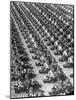 Los Angeles Has World's Biggest Motorcycle Police Force, Here Lining Up For Review-Loomis Dean-Mounted Photographic Print