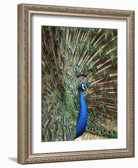 Los Angeles Zoo 1996-Nick Ut-Framed Photographic Print