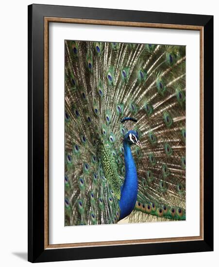 Los Angeles Zoo 1996-Nick Ut-Framed Photographic Print