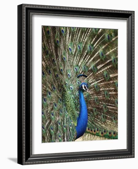 Los Angeles Zoo 1996-Nick Ut-Framed Photographic Print