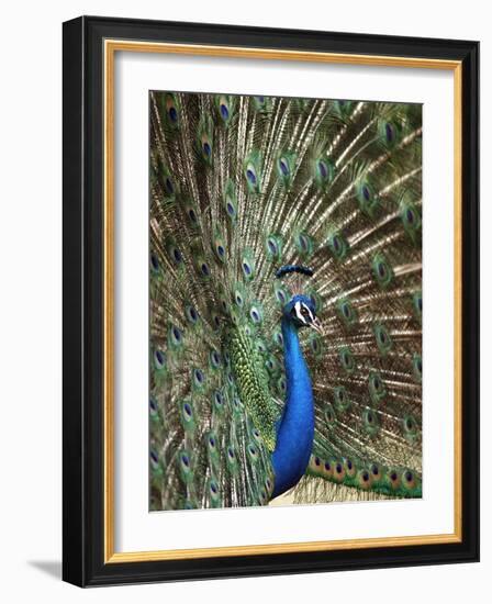 Los Angeles Zoo 1996-Nick Ut-Framed Photographic Print