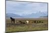 Los Glaciares National Park, Patagonia, Argentina-Peter Groenendijk-Mounted Photographic Print