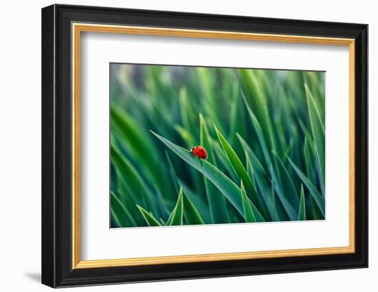 Lost in green-Marco Carmassi-Framed Photographic Print