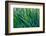 Lost in green-Marco Carmassi-Framed Photographic Print