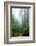 Lost in the Trees, Redwood National Park, California Coast-Vincent James-Framed Photographic Print