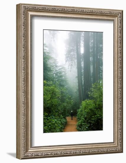 Lost in the Trees, Redwood National Park, California Coast-Vincent James-Framed Photographic Print