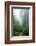 Lost in the Trees, Redwood National Park, California Coast-Vincent James-Framed Photographic Print