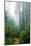 Lost in the Trees, Redwood National Park, California Coast-Vincent James-Mounted Photographic Print