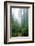 Lost in the Trees, Redwood National Park, California Coast-Vincent James-Framed Photographic Print