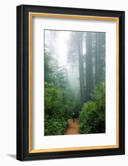 Lost in the Trees, Redwood National Park, California Coast-Vincent James-Framed Photographic Print