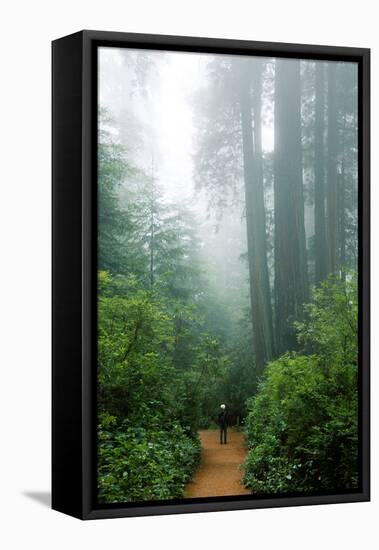 Lost in the Trees, Redwood National Park, California Coast-Vincent James-Framed Premier Image Canvas