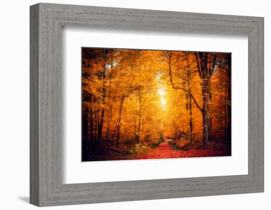 Lost in the Yellow Forest-Philippe Saint-Laudy-Framed Photographic Print