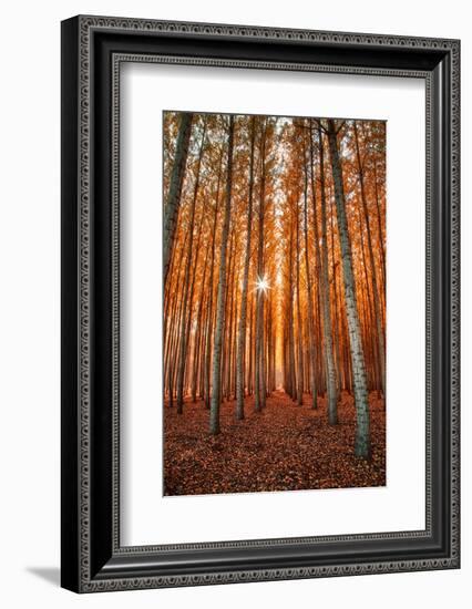 Lost In Trees, Autumn in Northern Oregon-Vincent James-Framed Photographic Print