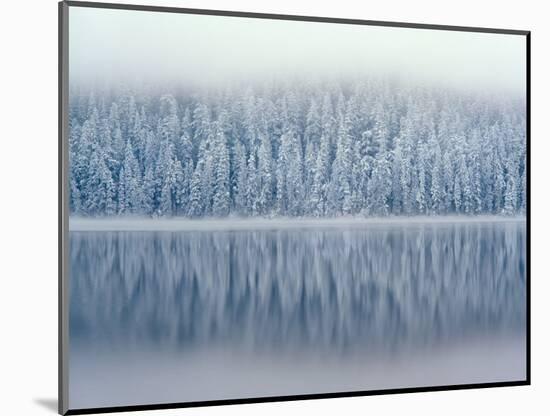 Lost Lake and Snow-Covered Douglas Firs-Steve Terrill-Mounted Photographic Print
