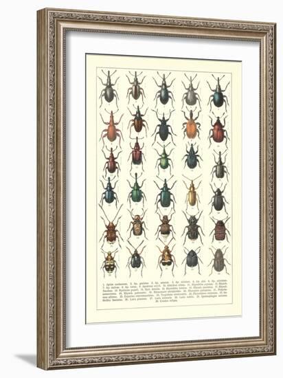 Lots of Beetles-null-Framed Premium Giclee Print
