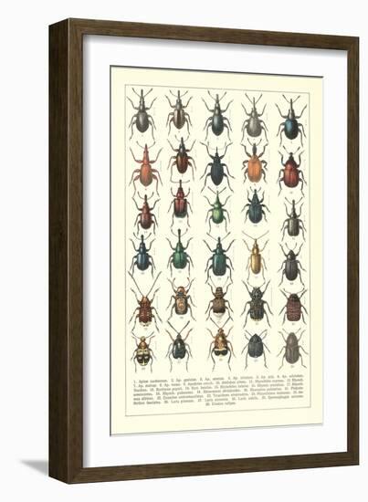 Lots of Beetles-null-Framed Premium Giclee Print