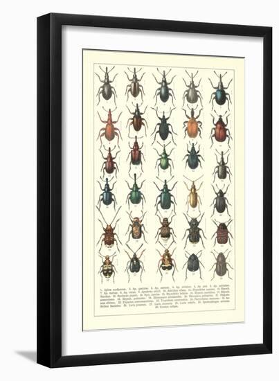 Lots of Beetles-null-Framed Premium Giclee Print