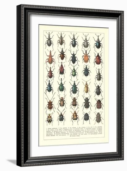 Lots of Beetles-null-Framed Premium Giclee Print