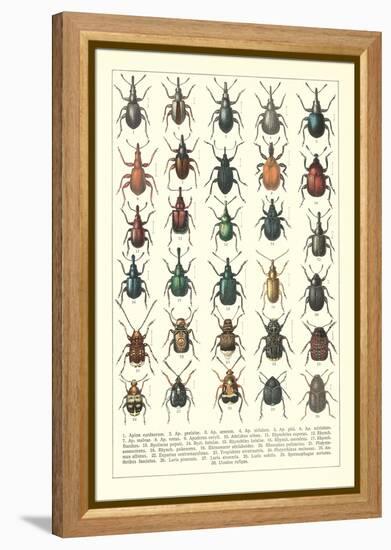 Lots of Beetles-null-Framed Stretched Canvas