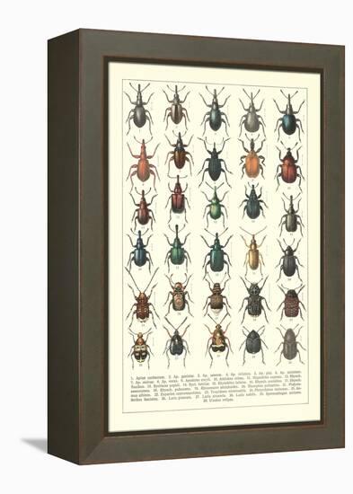 Lots of Beetles-null-Framed Stretched Canvas