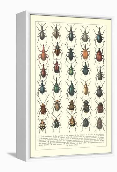 Lots of Beetles-null-Framed Stretched Canvas