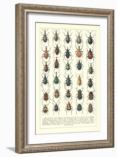 Lots of Beetles-null-Framed Art Print