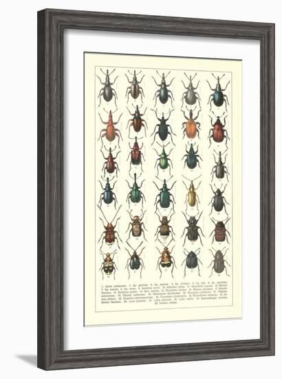 Lots of Beetles--Framed Art Print