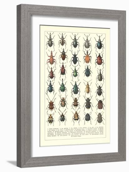 Lots of Beetles-null-Framed Art Print