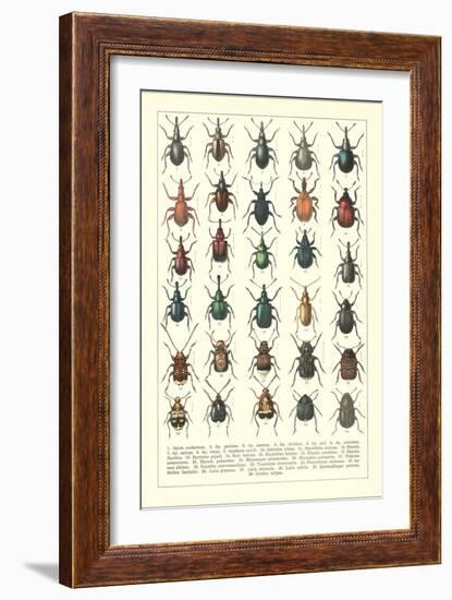 Lots of Beetles-null-Framed Art Print