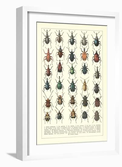 Lots of Beetles-null-Framed Art Print