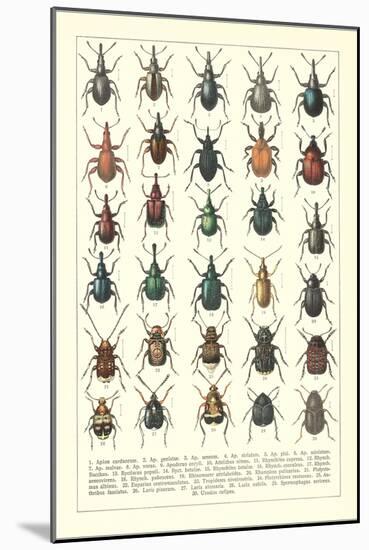 Lots of Beetles-null-Mounted Art Print