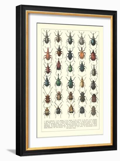 Lots of Beetles-null-Framed Art Print