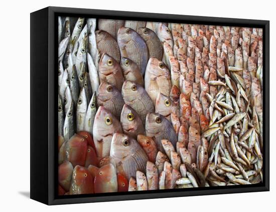 Lots of Different Mediterranean Fish-Joerg Lehmann-Framed Premier Image Canvas