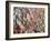 Lots of Different Mediterranean Fish-Joerg Lehmann-Framed Photographic Print