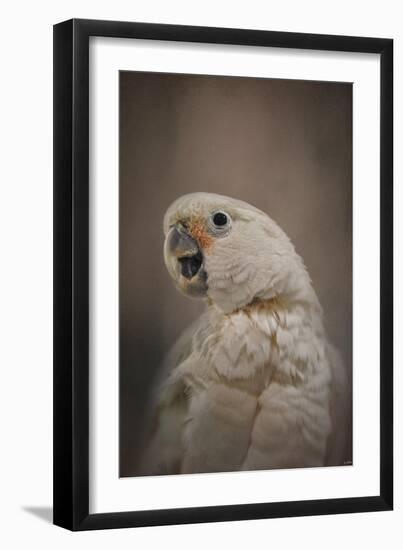 Lots to Say Cockatoo-Jai Johnson-Framed Giclee Print