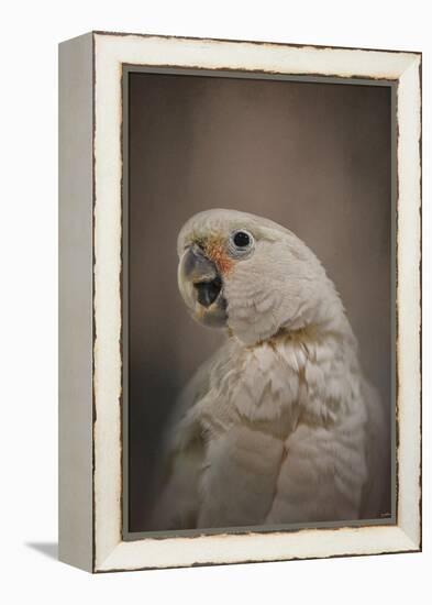 Lots to Say Cockatoo-Jai Johnson-Framed Premier Image Canvas